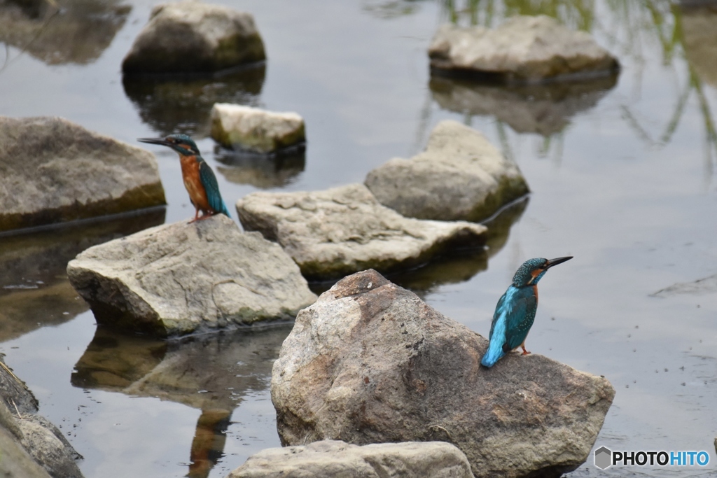 カワセミの縄張り争い