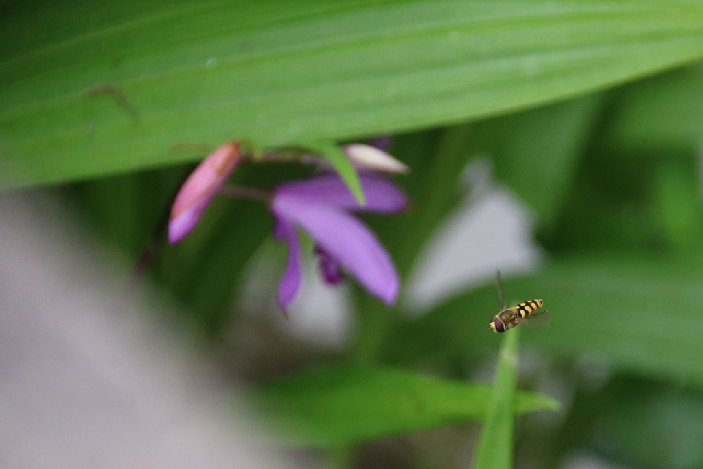ハナアブのホバリング