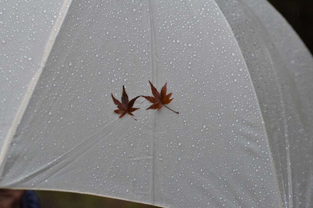 雨傘にもみじ