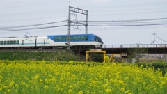 菜の花と近鉄特急しまかぜ