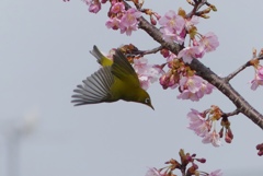 河津桜とメジロ