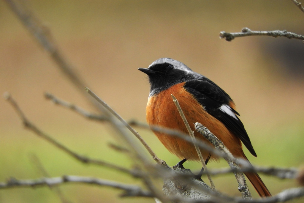 ジョウビタキ♂