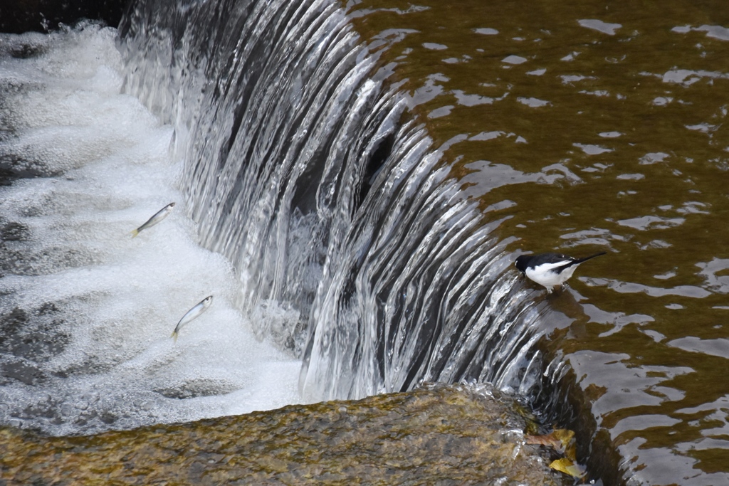 セグロセキレイと川魚