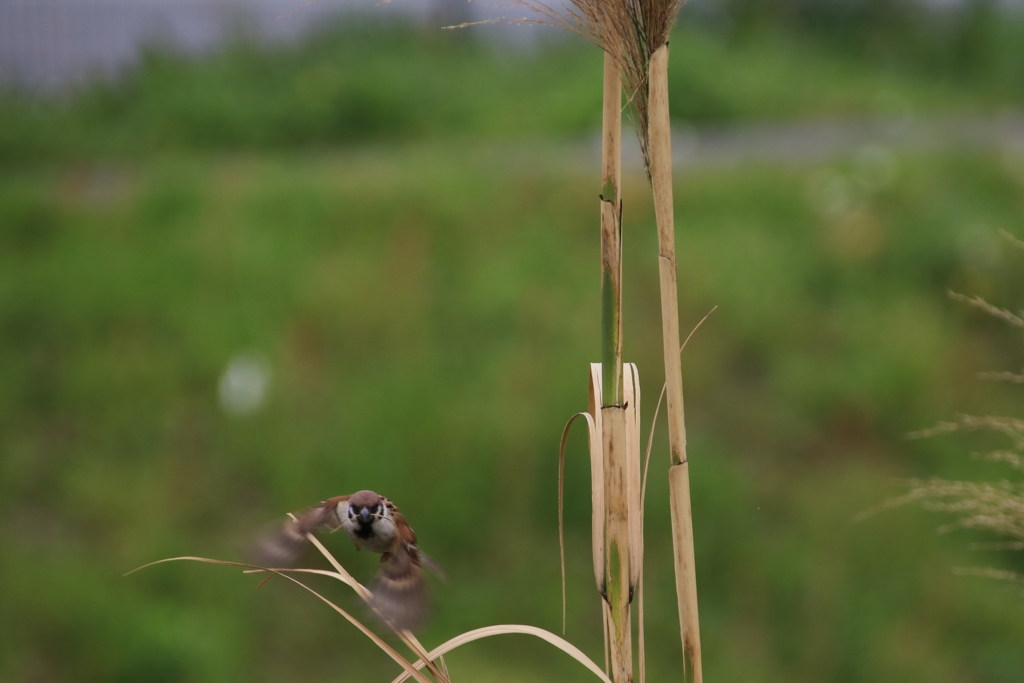 スズメの巣作り