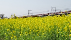 菜の花電車