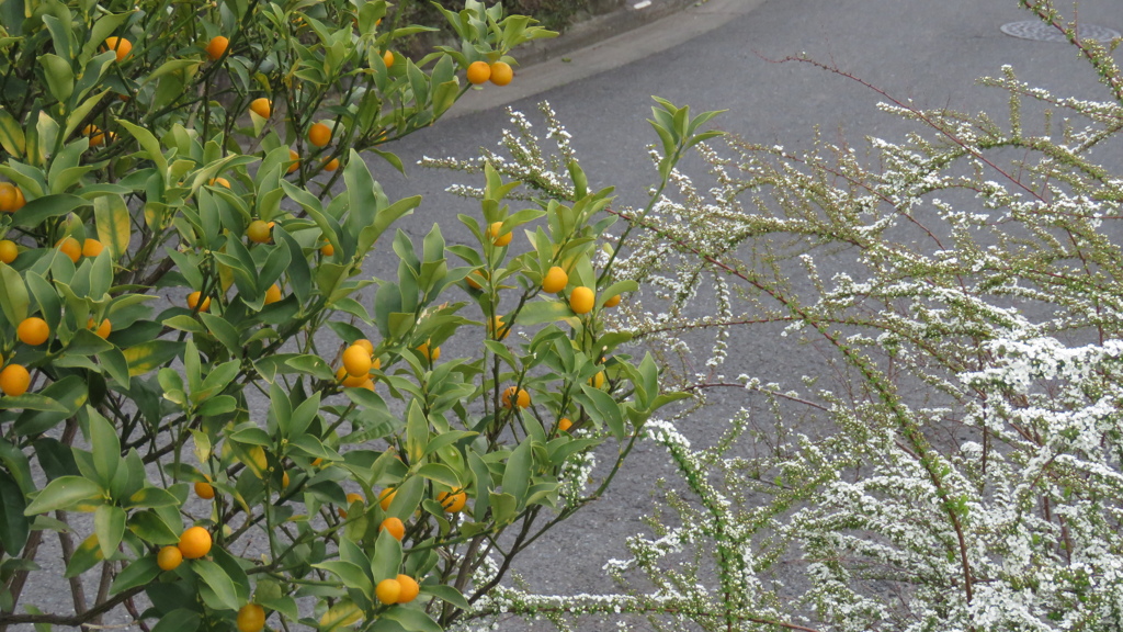 これは、ミカンかキンカンですか？