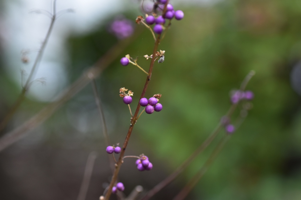 花の名前わかりません