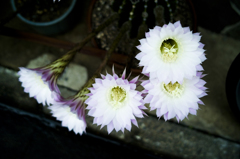 Cactus Flower