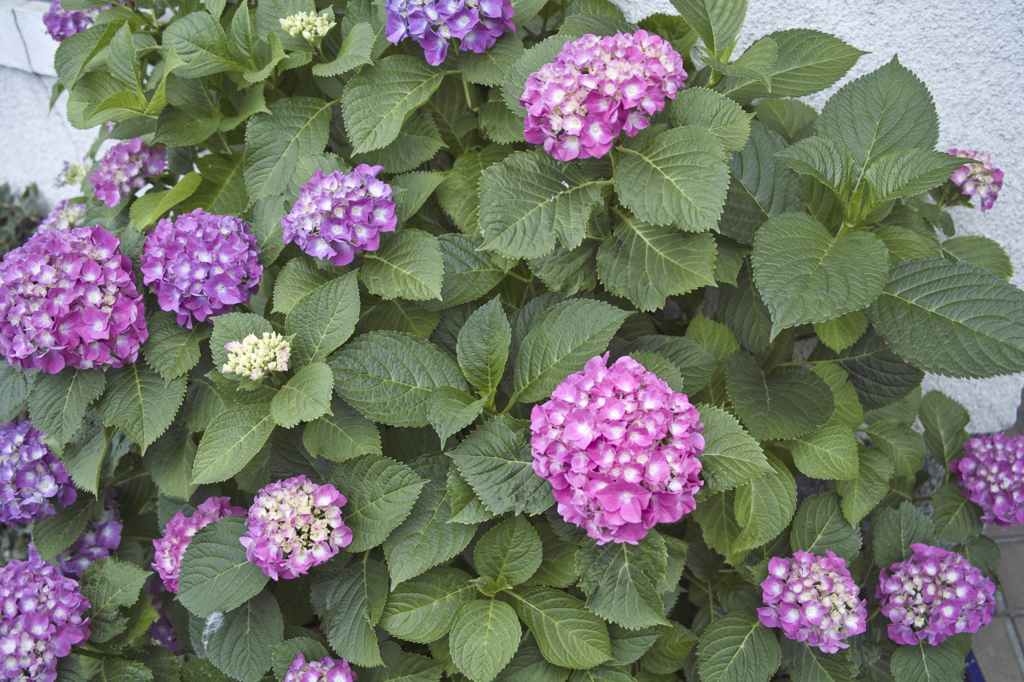 紫陽花