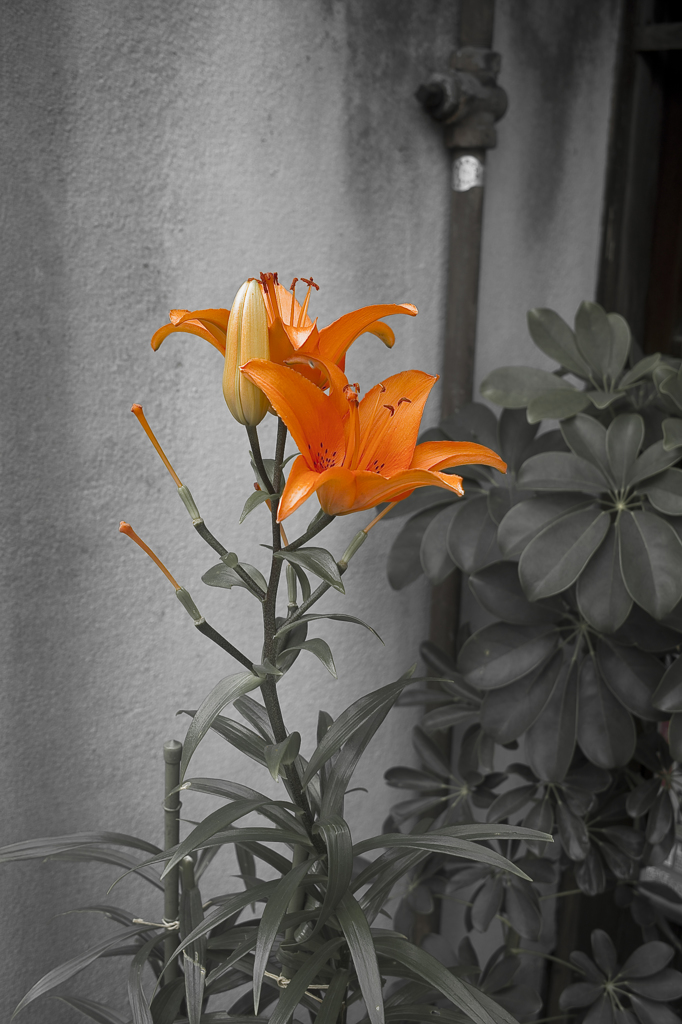 Orange lily