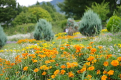 お花畑ハイジ