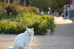 何かを待つ猫