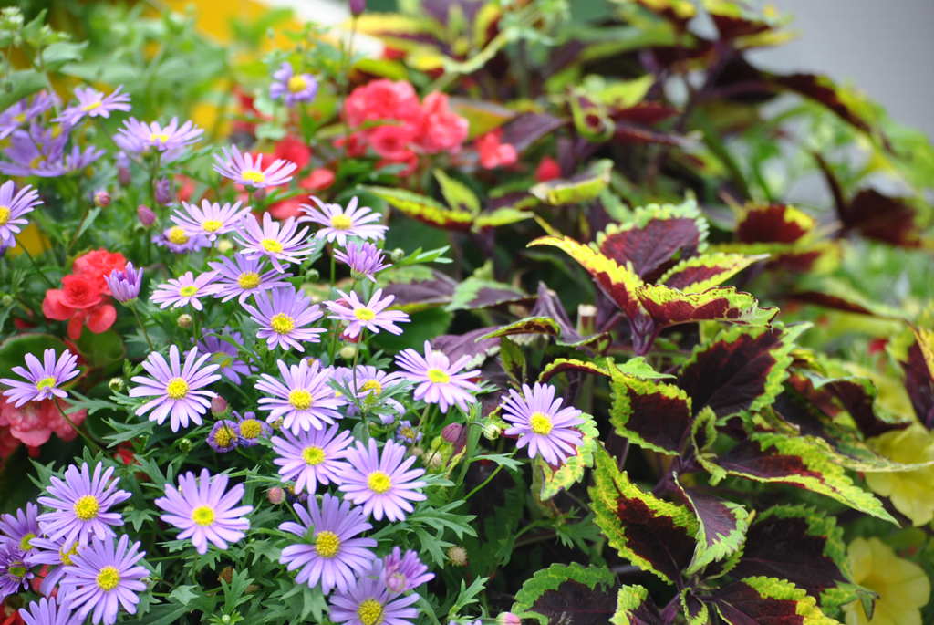 花2