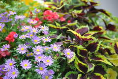 花2