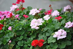 花3
