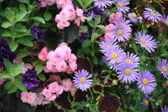 花5