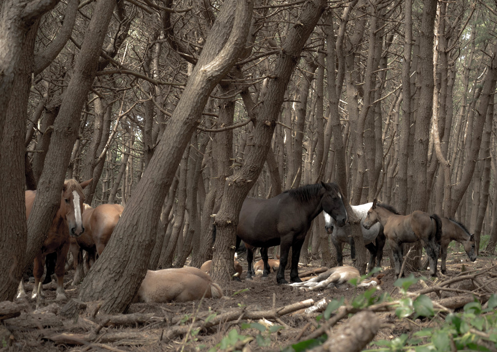 森の中の馬
