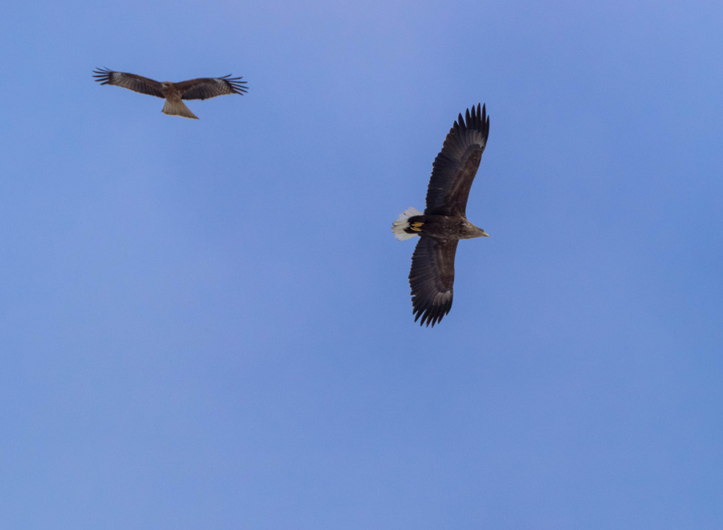 Black Kite ＆ Whitetailed eagle 