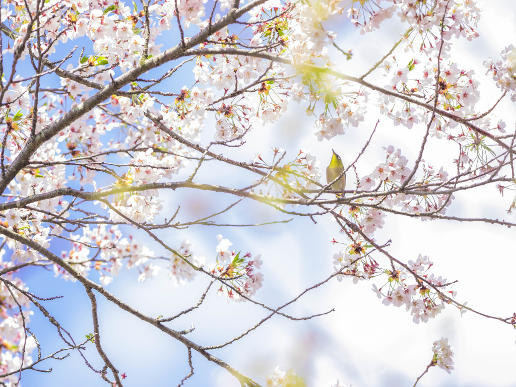 桜を追いかけて北国まで