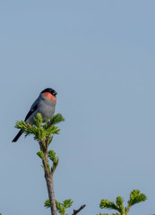 初夏のウソ