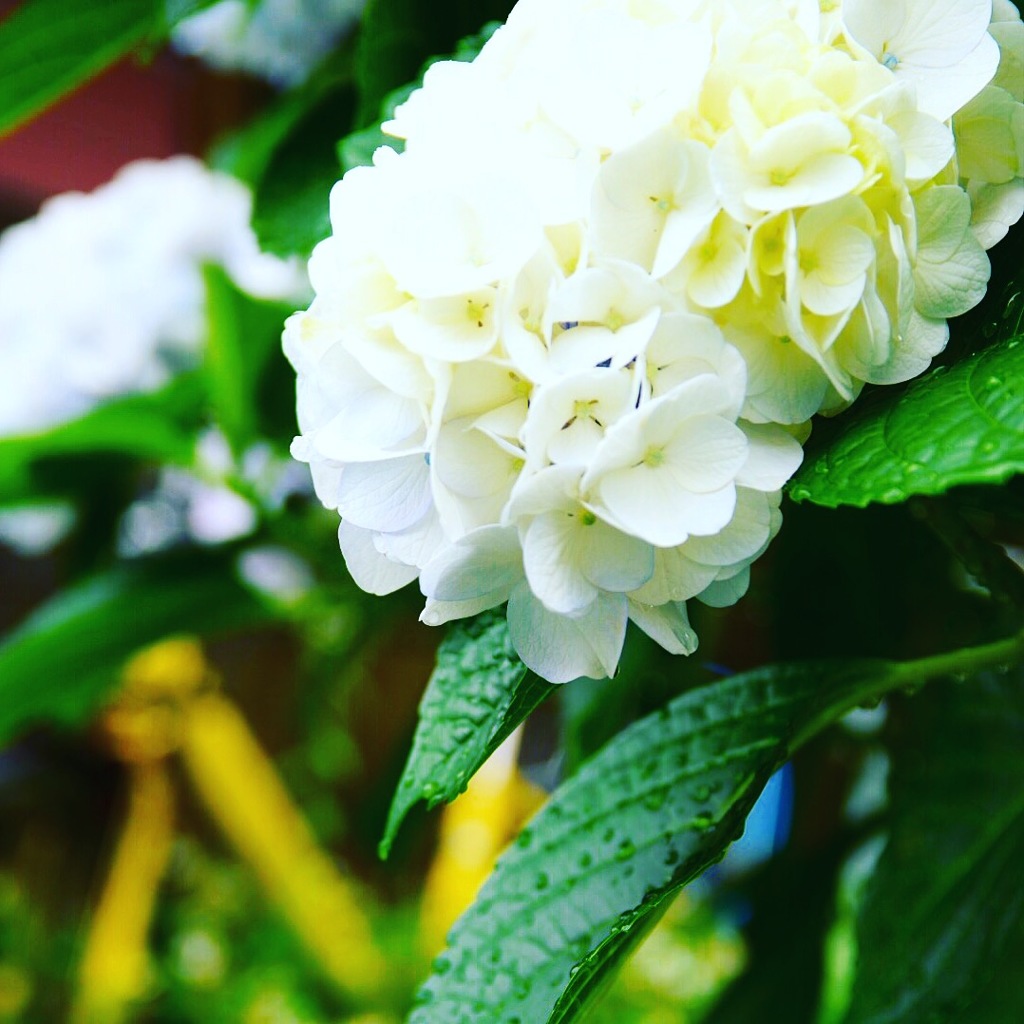 紫陽花の白