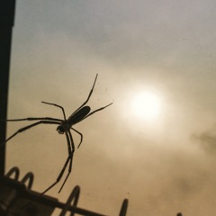 蜘蛛と雲と太陽