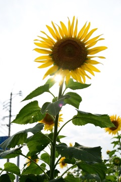 太陽花と太陽