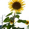 太陽花と太陽