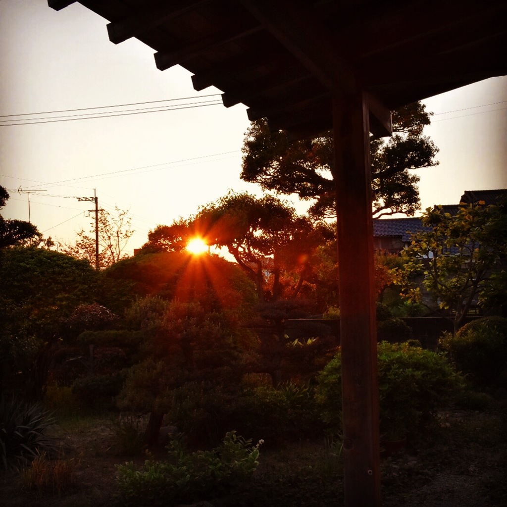 枝に絡まる太陽