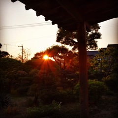 枝に絡まる太陽