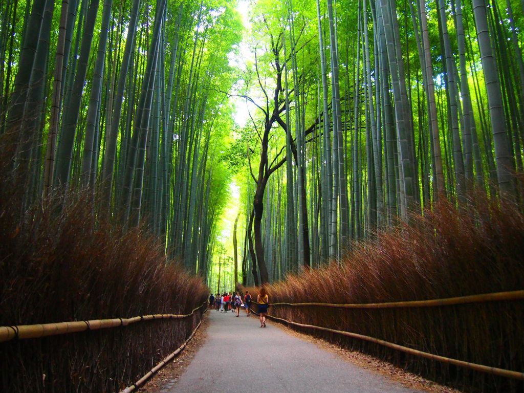 竹林の道