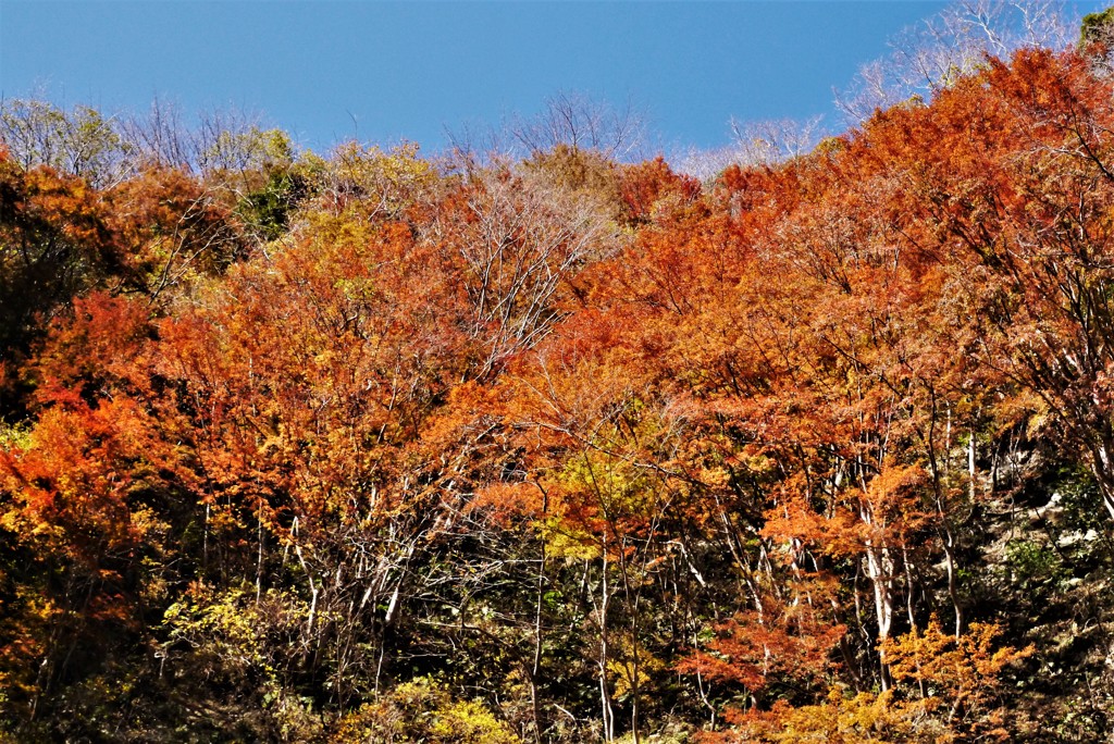 紅葉を狩りに