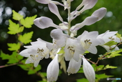 野に咲く花