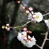 梅に魅せられて2