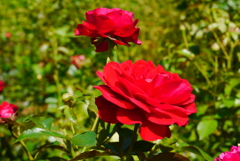 ローズガーデンでした