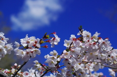 桜満開3
