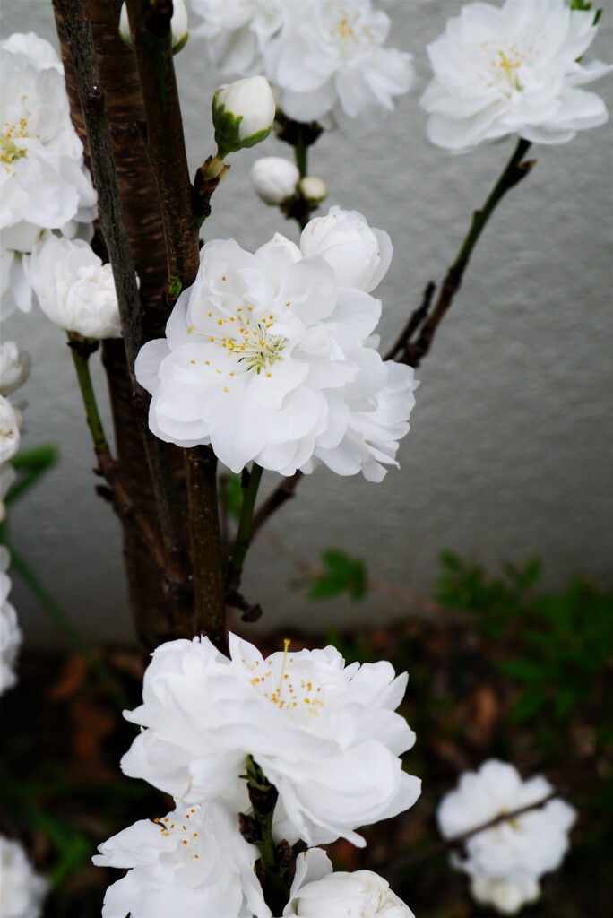 君も桜かな？
