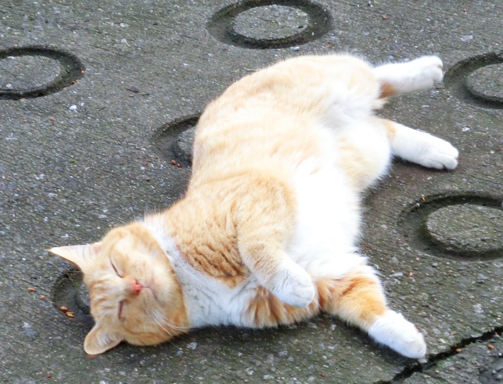 人懐こい野良ちゃん