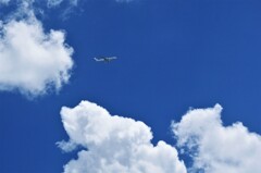 夏空に飛ぶ