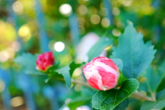秋は花が少ない