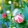秋は花が少ない