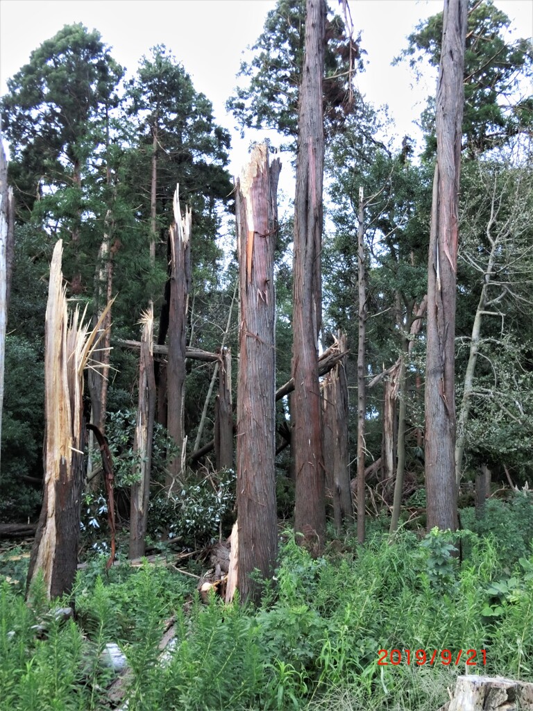 台風の爪痕