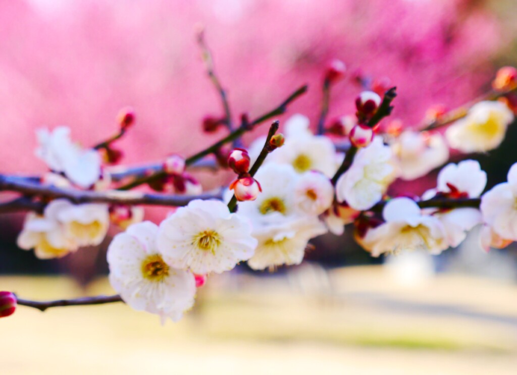 花見日和(4)…補正後