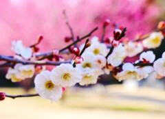 花見日和(4)…補正後
