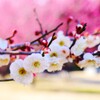 花見日和(4)…補正後