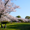 桜の木の下で