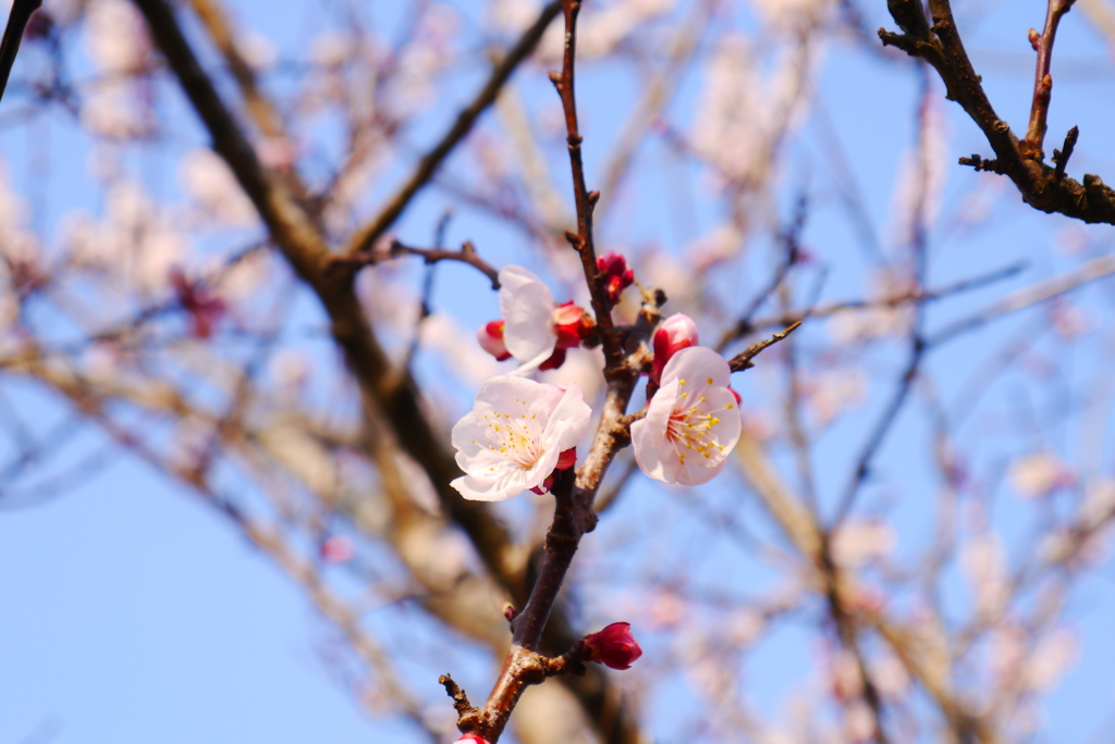 開花宣言2
