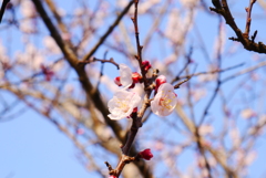 開花宣言2
