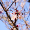 開花宣言2