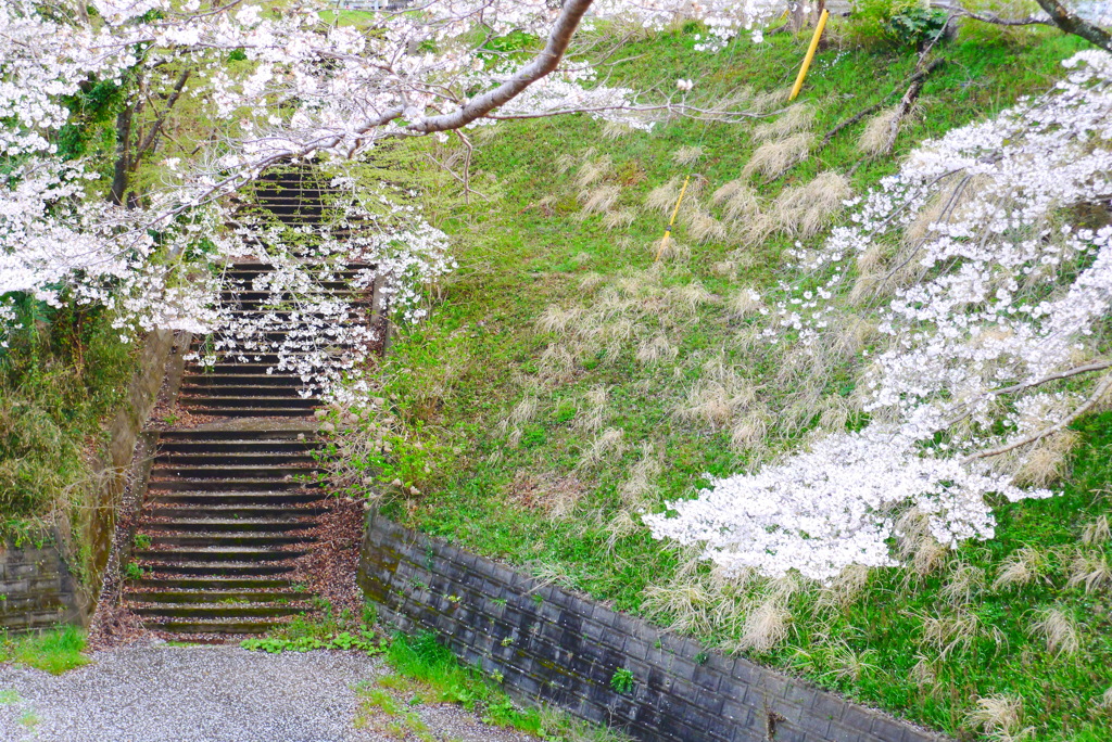 春の階段